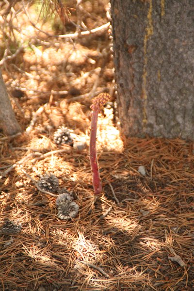 Trip (93).JPG - New foliage peeks thru the pine needles at Yellowstone National Park